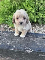 Daisy, a female Cockapoo for sale in Hopkinsville, KY – 5 of 5