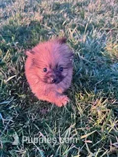 Peanut – Pomeranian puppy for sale in Hopkinsville, KY