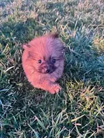 Peanut, a male Pomeranian for sale in Hopkinsville, KY – Photo 1 of 4