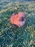 Peanut, a male Pomeranian for sale in Hopkinsville, KY – Photo 4 of 4
