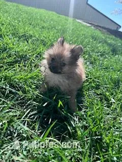 Peanut – Pomeranian puppy for sale in Hopkinsville, KY