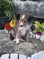 Sofia, a female Shetland Sheepdog for sale in Hopkinsville, KY – 1 of 8