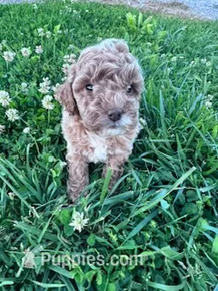Bunnie – Poodle - Miniature  puppy for sale in Hopkinsville, KY
