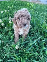 Bunnie, a male Poodle - Miniature  for sale in Hopkinsville, KY – 1 of 4