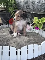 Sofia, a female Shetland Sheepdog for sale in Hopkinsville, KY – 3 of 8