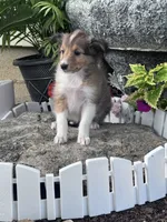 Bonnie, a female Shetland Sheepdog for sale in Hopkinsville, KY – 5 of 5