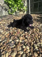 Pepper, a male Poodle - Miniature  for sale in Hopkinsville, KY – 4 of 7