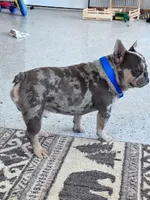 Boots , a male French Bulldog for sale in Hopkinsville, KY – 3 of 5