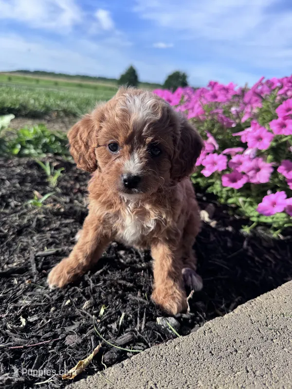 Ginger – Cavapoo puppy for sale in Hopkinsville, KY