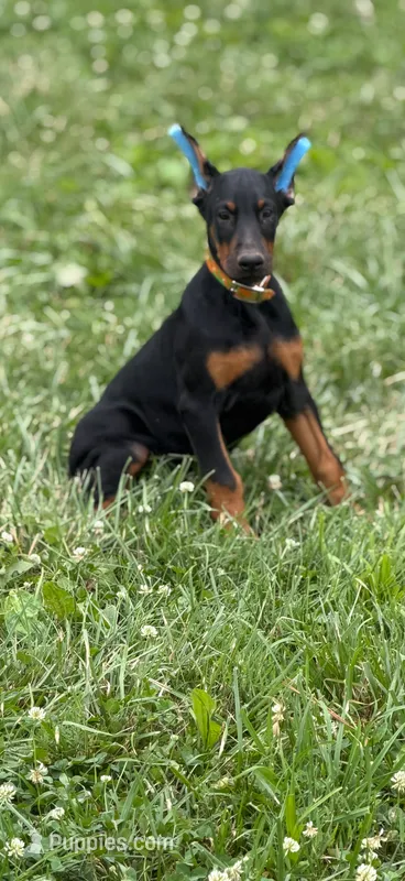 Ace – Doberman Pinscher puppy for sale in Hopkinsville, KY