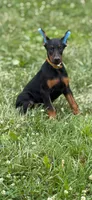 Ace, a male Doberman Pinscher for sale in Hopkinsville, KY – 1 of 2