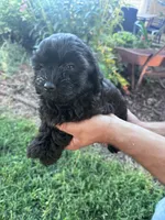 Shadow, a male Chipoo for sale in Hopkinsville, KY – 2 of 5