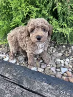 Buddy , a male Poodle - Miniature  for sale in Hopkinsville, KY – 4 of 6