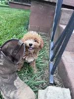 Teddy, a male Bichpoo for sale in Hopkinsville, KY – 3 of 5