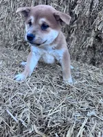 Kuma, a male Shiba Inu for sale in Hopkinsville, KY – 2 of 5