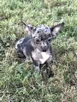 Bandit, a male Chihuahua for sale in Hopkinsville, KY – 2 of 6
