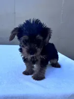 Cooper, a male Yorkshire Terrier for sale in Hopkinsville, KY – 8 of 8