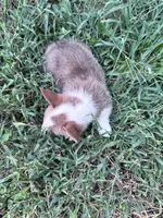Sunny, a male Pembroke Welsh Corgi for sale in Hopkinsville, KY – 3 of 7