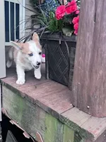 Dottie, a female Pembroke Welsh Corgi for sale in Hopkinsville, KY – 4 of 5