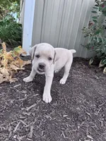 Shadow, a female Cane Corso for sale in Hopkinsville, KY – 5 of 6