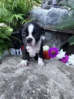 Baxter, a male Boston Terrier for sale in Hopkinsville, KY – 5 of 5