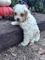 Snoopy , a male Poodle - Miniature  for sale in Hopkinsville, KY – 4 of 4