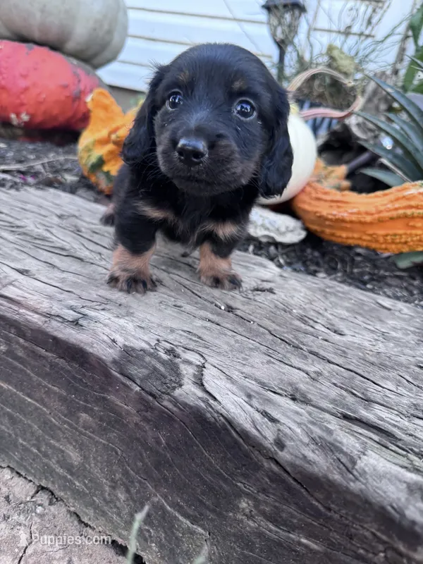 Minnie – Miniature Dachshund puppy for sale in Hopkinsville, KY