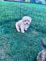 Leo, a male Shihpoo for sale in Hopkinsville, KY – 3 of 3
