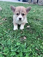 Piper, a female Pembroke Welsh Corgi for sale in Hopkinsville, KY – Photo 5 of 5
