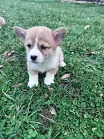 Piper, a female Pembroke Welsh Corgi for sale in Hopkinsville, KY – Photo 3 of 5