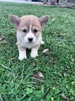 Piper, a female Pembroke Welsh Corgi for sale in Hopkinsville, KY – Photo 2 of 5