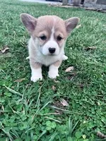 Piper, a female Pembroke Welsh Corgi for sale in Hopkinsville, KY – Photo 4 of 5