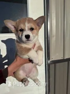 Piper – Pembroke Welsh Corgi puppy for sale in Hopkinsville, KY