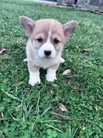 Piper, a female Pembroke Welsh Corgi for sale in Hopkinsville, KY – Photo 1 of 5