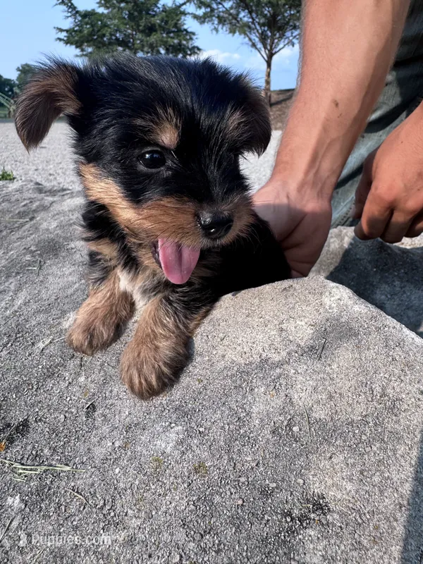 Snoopy  – Yorkshire Terrier puppy for sale in Hopkinsville, KY