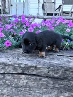 Annie, a female Miniature Dachshund for sale in Hopkinsville, KY – 4 of 5