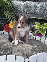 Sofia, a female Shetland Sheepdog for sale in Hopkinsville, KY – 5 of 8