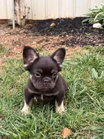 Dolly, a female French Bulldog for sale in Hopkinsville, KY – 8 of 8