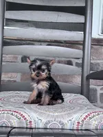 Pixie, a female Yorkshire Terrier for sale in Hopkinsville, KY – 4 of 4