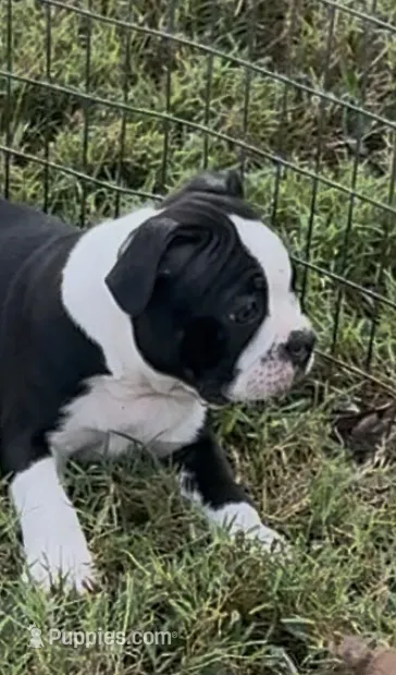 Bobo – Boston Terrier puppy for sale in Hopkinsville, KY
