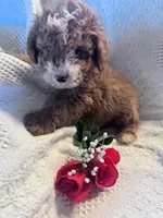 Ollie, a male Poodle - Miniature  for sale in Hopkinsville, KY – Photo 4 of 4