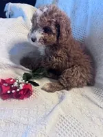 Ollie, a male Poodle - Miniature  for sale in Hopkinsville, KY – Photo 3 of 4