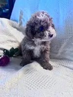 Ollie, a male Poodle - Miniature  for sale in Hopkinsville, KY – Photo 2 of 4