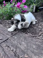 Cookie, a female Shih Tzu for sale in Hopkinsville, KY – 2 of 8