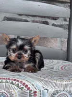 Pixie, a female Yorkshire Terrier for sale in Hopkinsville, KY – 3 of 4