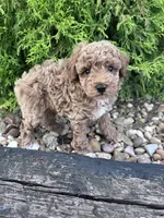 Buddy , a male Poodle - Miniature  for sale in Hopkinsville, KY – 2 of 6