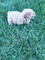 Peanut, a male Bichpoo for sale in Hopkinsville, KY – 3 of 4