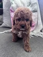 Ollie, a male Cockapoo for sale in Hopkinsville, KY – Photo 1 of 4