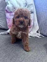 Ollie, a male Cockapoo for sale in Hopkinsville, KY – Photo 2 of 4