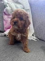 Ollie, a male Cockapoo for sale in Hopkinsville, KY – Photo 4 of 4